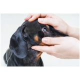 onde agendar oftalmologista de cães Saúde