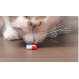 onde comprar remédio para infecção urinária em gatos Indianópolis