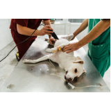 onde faz cirurgia castração cachorro Vila Uberabinha