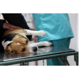 onde fazer cirurgia de castração de cachorro Vila Mariana