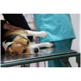 onde fazer cirurgia de hérnia em cachorro Vila Nova Conceição