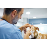 onde marcar oftalmologista para animais Socorro
