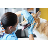 onde marcar veterinário especialista em odontologia Saúde