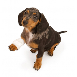 ortopedia em pequenos animais Santa Cruz