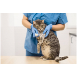 ortopedia especializada em gatos agendar Vila Uberabinha