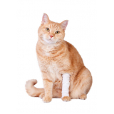 ortopedia especializada em gatos Pacaembu