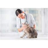 ortopedista para gatos marcar Cerqueira César