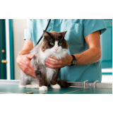 ortopedista para gatos Jardim das Acácias