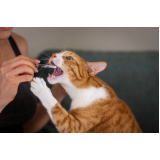 preço de remédios para pulgas em gatos Ibirapuera