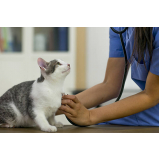 qual o valor de remédio de pulgas para gatos Socorro