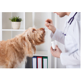 remédio de carrapato para cachorro preço Saúde