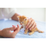 remédio infecção urinária gato Alto da Boa Vista