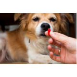 remédio para cachorro com diarreia Saúde