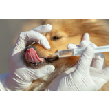 remédio para infecção de cachorro preço Indianópolis