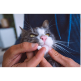 remédio para infecção urinária de gato preço Jabaquara