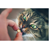 remédio para infecção urinária em gatos Jardim das Acácias