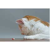 remédio para obstrução urinária em gatos Paineiras do Morumbi