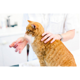 remédio para pulgas gatos Jabaquara