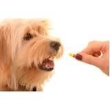 remédios para bicheira de cachorro preço Vila Mariana