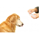remédios para bicheira de cachorro Zona Sul