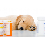 remédios para diarreia em cachorros Jockey Club