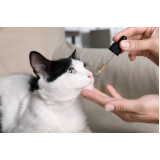Remédios para Pulgas em Gatos