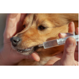 remédios para pulgas em cachorro Paineiras do Morumbi
