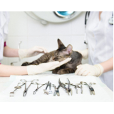 Cirurgia para Pets