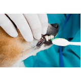Odontologia Veterinária