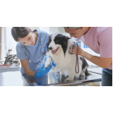 telefone de clínica veterinária para cães Pacaembu