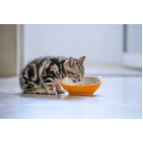 telefone de nutricionista para gato Pacaembu
