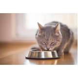 telefone de nutricionista para gatos Indianópolis