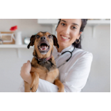 telefone de veterinário especialista em cachorros Cidade Jardim