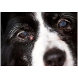 telefone de veterinário especialista em cães idosos Paineiras do Morumbi