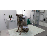telefone de veterinário para cachorro Jardim das Acácias