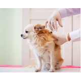 vacina contra leptospirose para cães agendar Santo Amaro