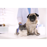 vacina contra leptospirose para cães marcar Vila Cordeiro