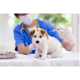 vacina contra leptospirose para cães Jardim Panorama