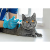 vacina de leptospirose para gatos marcar Jardim Leonor