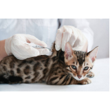 vacina quádrupla para gatos agendar Cidade Ademar