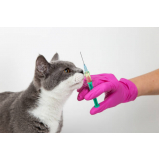 vacina quádrupla para gatos marcar Chácara Santo Antônio