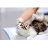 vacina quádrupla para gatos Vila Morumbi