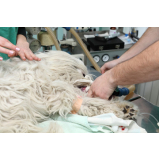 valor de cirurgia ortopédica cachorro Paraíso