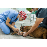 valor de cirurgia ortopédica para cachorro Zona Sul