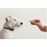 valor de remédio para bicheira de cachorro Saúde