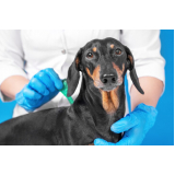 valor de remédio para pulga em cachorro Sacomã