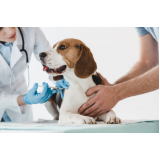 valor de remédio pulga cachorro comprimido Ibirapuera