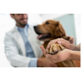 veterinário de cachorro contato Campo Belo