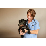 veterinário de cachorro Brooklin