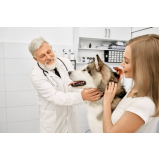 veterinário especialista em animais contato Paineiras do Morumbi